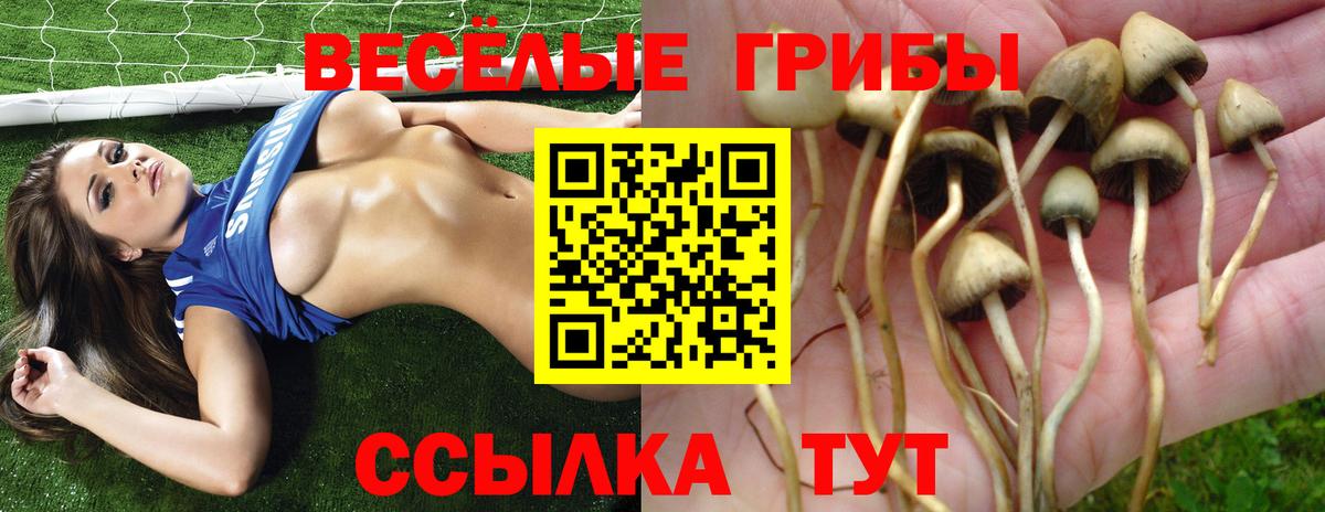 Кунгур  Псилоцибиновые грибы Cubensis  Вход с VPN 